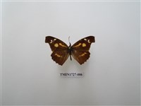 藏品(東方喙蝶)的圖片